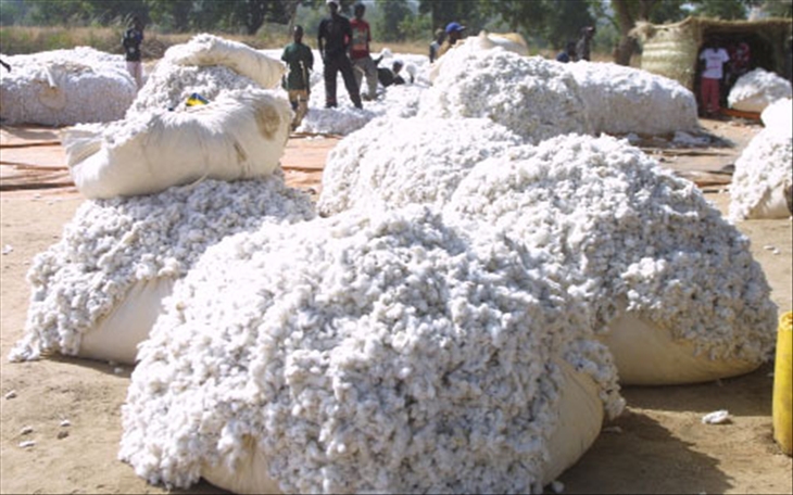 Mali, premier producteur africain de coton